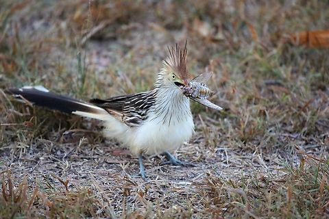 Guira Cuckoo with Cicada Guira cuckoo eating Cicada Fazenda Sao Nicolau,Guira Cuckoo,Guira guira,Mato Grosso,Rio Juruena
