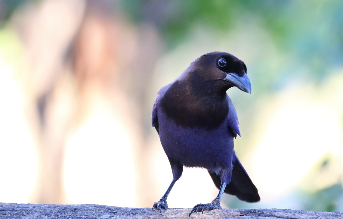 Purplish Jay This typically lively bird seen a couple of times in the northern Pantanal.  It looks to have a black head and a brown body until, either the light changes or the angle of viewing and then it lights up. Cyanocorax cyanomelas,Mato Grosso,Pantanal,Pouso Alegre,Purplish Jay