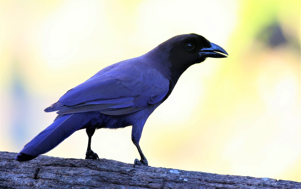 Purplish Jay  Cyanocorax cyanomelas,Mato Grosso,Pantanal,Pouso Alegre,Purplish Jay