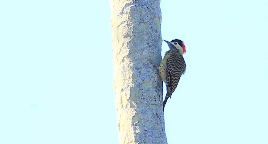 Green-barred Woodpecker  Colaptes melanochloros,Green-barred woodpecker,Mato Grosso,Pantanal,Pouso Alegre