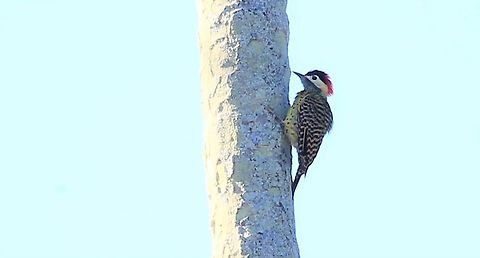 Green-barred Woodpecker  Colaptes melanochloros,Green-barred woodpecker,Mato Grosso,Pantanal,Pouso Alegre