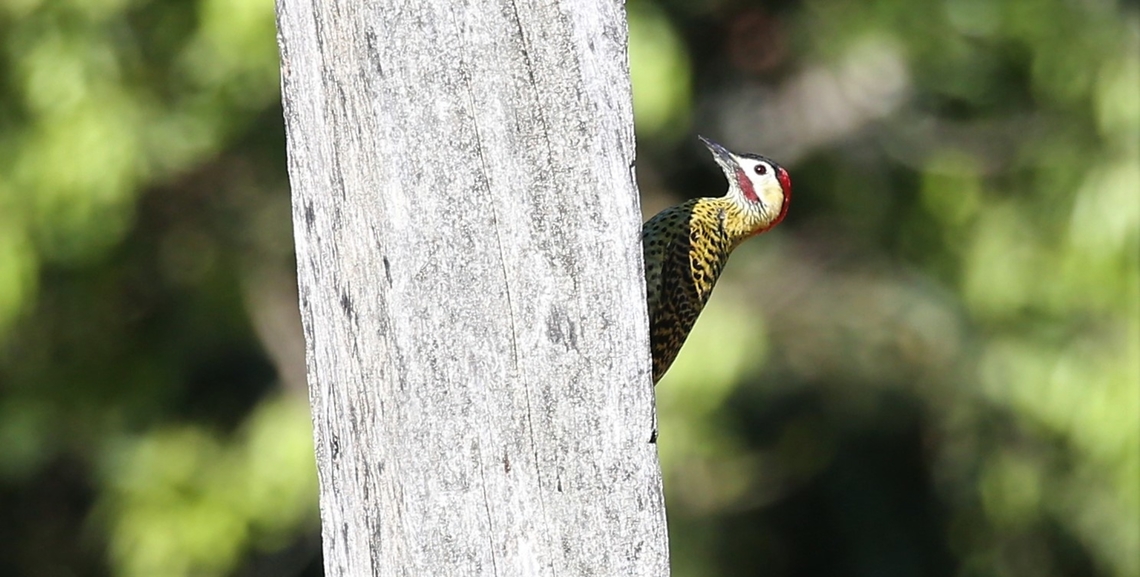 Green-barred Woodpecker This was the only one of these beauties that we saw but according to ebird it is very widely distributed in Western South America Colaptes melanochloros,Green-barred woodpecker,Mato Grosso,Pantanal,Pouso Alegre