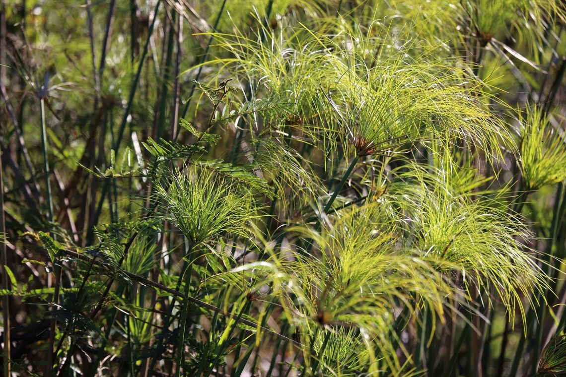 Brazilian Papyrus  Brazilian Papyrus,Cyperus giganteus,Mato Grosso,Pantanal,Piripiri,Pouso Alegre