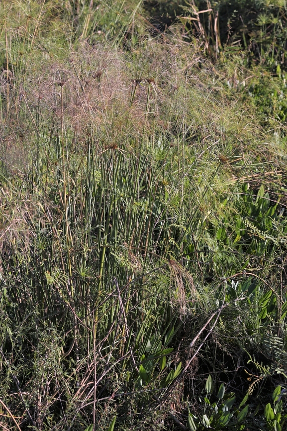 Brazilian Papyrus Growing in the pantanal Brazilian Papyrus,Cyperus giganteus,Mato Grosso,Pantanal,Piripiri,Pouso Alegre