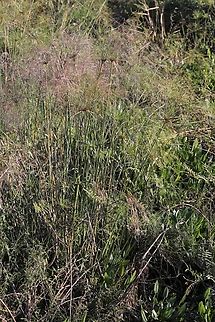 Brazilian Papyrus Growing in the pantanal Brazilian Papyrus,Cyperus giganteus,Mato Grosso,Pantanal,Piripiri,Pouso Alegre