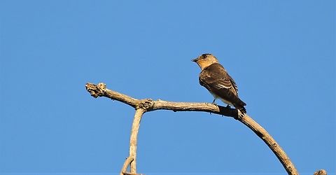 Southern Rough-winged Swallow  Mato Grosso,Pantanal,Rio S&atilde;o Louren&ccedil;o,Southern rough-winged swallow,Stelgidopteryx ruficollis