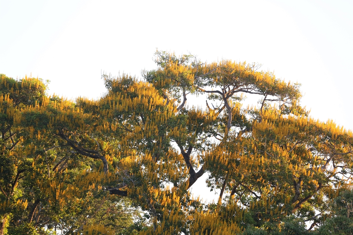 Cambara Tree The native range of this species is Bolivia to Brazil. It is a tree and grows primarily in the wet tropical biome(s).  Found in humid forests in transition to subtropical forests. The tree reaches heights up to 40 metres. The trunk is straight and cylindrical.  It has very striking yellow flowers and is seen over much of Mato Grosso including the Pantanal.  Its timber is used as a durable hardwood.   Cambara,Mato Grosso,Pantanal,Rio São Lourenço,Vochysia divergens