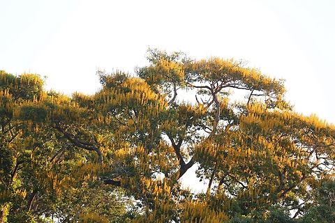 Cambara Tree The native range of this species is Bolivia to Brazil. It is a tree and grows primarily in the wet tropical biome(s).  Found in humid forests in transition to subtropical forests. The tree reaches heights up to 40 metres. The trunk is straight and cylindrical.  It has very striking yellow flowers and is seen over much of Mato Grosso including the Pantanal.  Its timber is used as a durable hardwood.   Cambara,Mato Grosso,Pantanal,Rio São Lourenço,Vochysia divergens