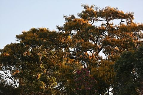 Cambara Tree at Sunset Had to add this because of the late sunlight. Cambara,Mato Grosso,Pantanal,Rio São Lourenço,Vochysia divergens