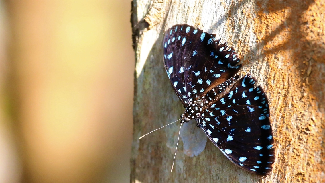 Starry Night Cracker Seen in a small patch of rain forest remaining in Alta Floresta close by the airport. Alta Floresta,Hamadryas laodamia,Mato Grosso,Starry Night Cracker