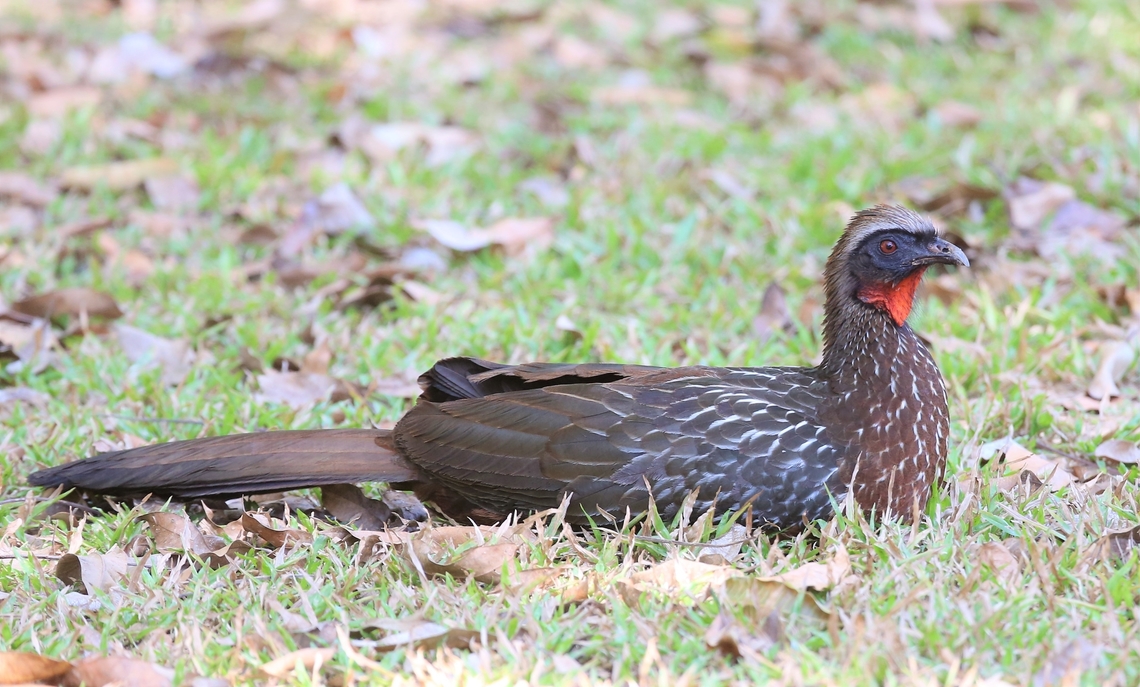 Rusty-margined Guan Wonderful head and face of this striking Guan. Mato Grosso,Penelope superciliaris,Pousada Piquiri,Rio Piquiri,Rusty-margined guan