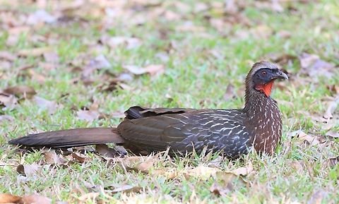 Rusty-margined Guan Wonderful head and face of this striking Guan. Mato Grosso,Penelope superciliaris,Pousada Piquiri,Rio Piquiri,Rusty-margined guan