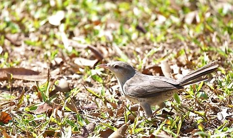Thrush-like Wren  Campylorhynchus turdinus,Mato Grosso,Pousada Piquiri,Rio Piquiri,Thrush-like wren