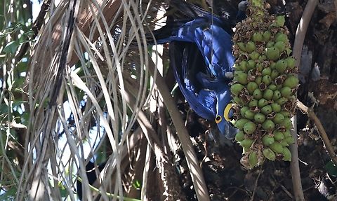 Hyacinth Macaw eating its favourite nuts fro the Acuri or Urucuri Palm (Attalea phalerata) The Hyacinth Macaws gorge on these nuts, using their strong bills to open them. Acuri Palm,Anodorhynchus hyacinthinus,Attalea phalerata,Hyacinth Macaw,Mato Grosso,Pousada Piquiri,Rio Piquiri,Urucuri Palm