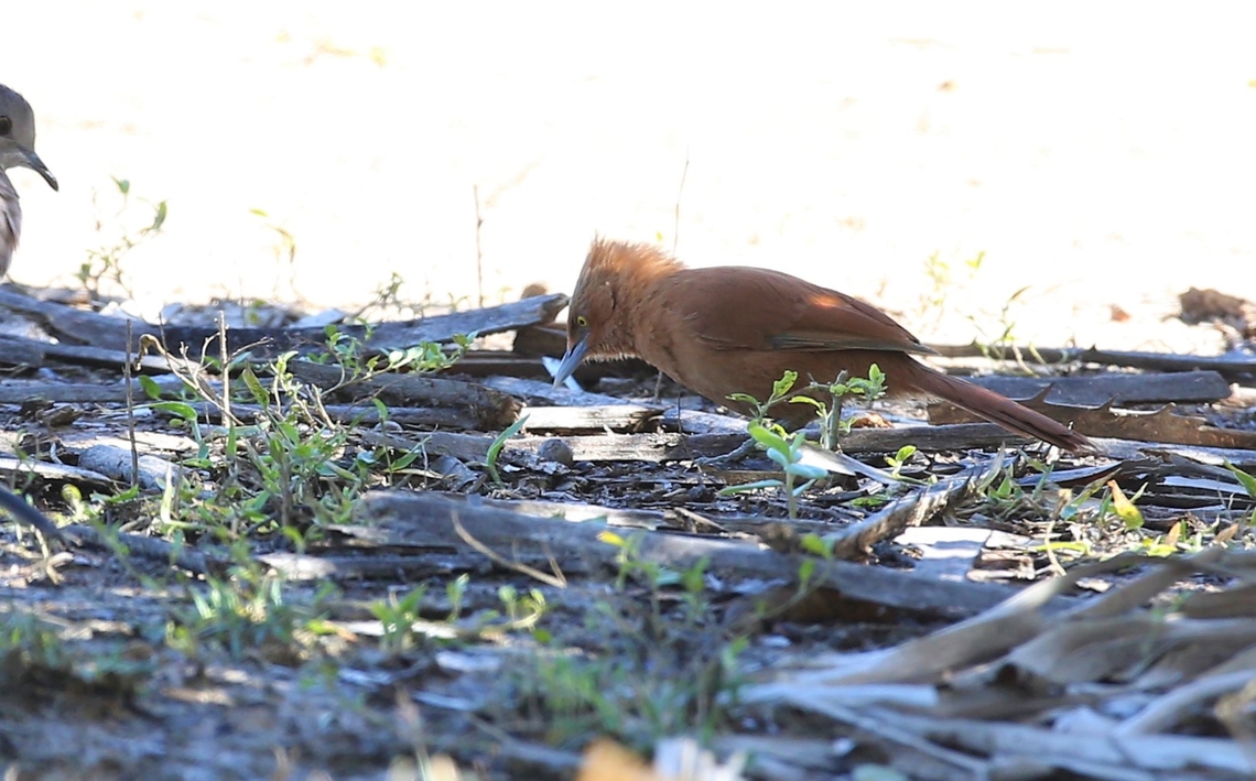Grey-crested Cacholote Also known as the Rufous Cacholote. Grey-crested cacholote,Mato Grosso,Pantanal,Pouso Alegre,Pseudoseisura unirufa,Rufous Cacholote