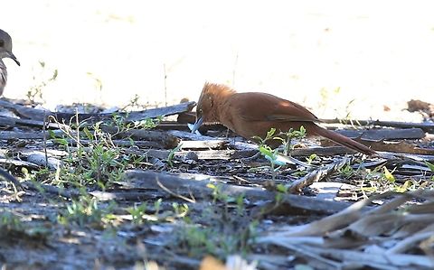 Grey-crested Cacholote Also known as the Rufous Cacholote. Grey-crested cacholote,Mato Grosso,Pantanal,Pouso Alegre,Pseudoseisura unirufa,Rufous Cacholote