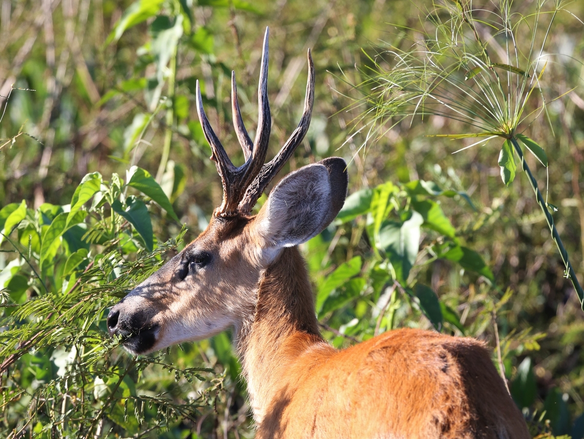 Marsh Deer A beautiful and surprisingly ruddy coloured deer, seen on 4 different days. Blastocerus dichotomus,Marsh deer,Mato Grosso,Pantanal,Pouso Alegre