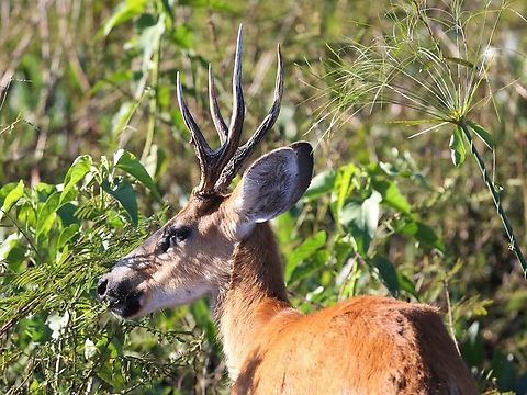 Marsh Deer A beautiful and surprisingly ruddy coloured deer, seen on 4 different days. Blastocerus dichotomus,Marsh deer,Mato Grosso,Pantanal,Pouso Alegre