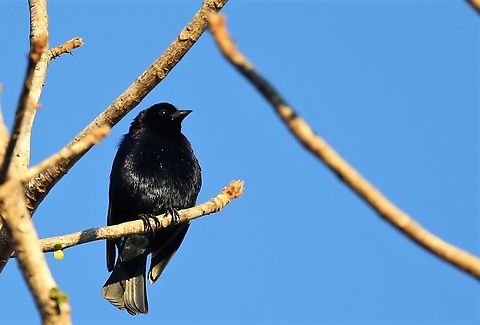 Shiny Cowbird  Mato Grosso,Molothrus bonariensis,Pantanal,Pouso Alegre,Shiny cowbird