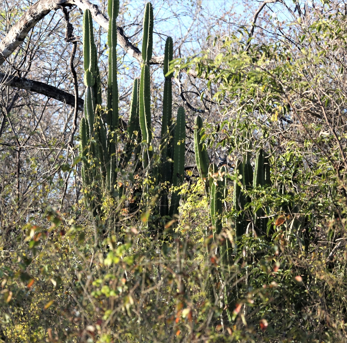 Cereus jamacaru This was introduced to the Pantanal to provide forage for cattle.  It is invasive.  Sometimes known as "Queen of the Knight" because of the way its flowers stand out. Cereus jamacaru,Mato Grosso,Pantanal,Transpantaneira highway