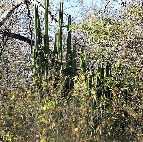Cereus jamacaru This was introduced to the Pantanal to provide forage for cattle.  It is invasive.  Sometimes known as "Queen of the Knight" because of the way its flowers stand out. Cereus jamacaru,Mato Grosso,Pantanal,Transpantaneira highway