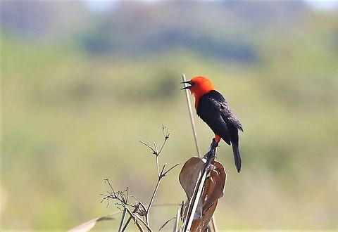Scarlet-headed Blackbird  Amblyramphus holosericeus,Mato Grosso,Pantanal,Scarlet-headed blackbird,Transpantaneira highway