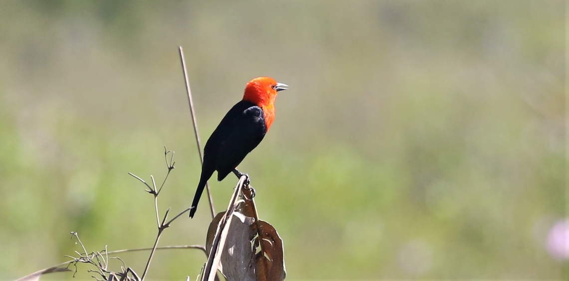 Scarlet-headed Blackbird Seen on the edge of the Transpantaneira Highway Amblyramphus holosericeus,Mato Grosso,Pantanal,Scarlet-headed blackbird,Transpantaneira highway