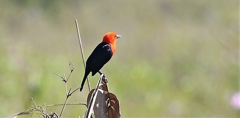 Scarlet-headed Blackbird Seen on the edge of the Transpantaneira Highway Amblyramphus holosericeus,Mato Grosso,Pantanal,Scarlet-headed blackbird,Transpantaneira highway