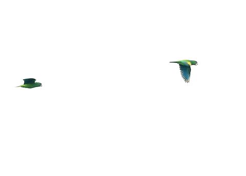 Golden-winged Parakeet These are seen here at the South-west of their range in Brazil.  Identified by the gold band on the wing. Brotogeris chrysoptera,Fazenda Sao Nicolau,Golden-winged parakeet,Mato Grosso,Rio Juruena