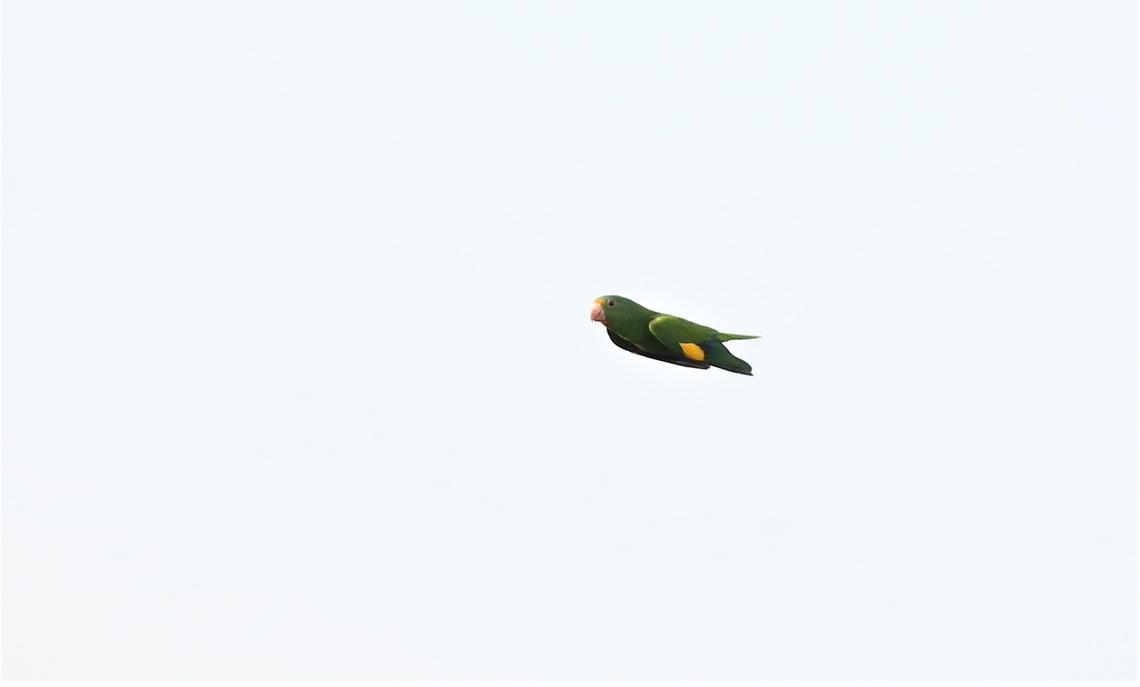 Golden-winged Parakeet Note the golden band, here at SW of its range in Brazil. Brotogeris chrysoptera,Fazenda Sao Nicolau,Golden-winged parakeet,Mato Grosso,Rio Juruena