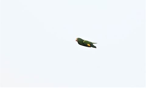 Golden-winged Parakeet Note the golden band, here at SW of its range in Brazil. Brotogeris chrysoptera,Fazenda Sao Nicolau,Golden-winged parakeet,Mato Grosso,Rio Juruena