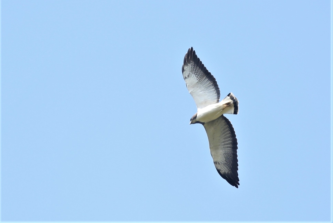Short-tailed Hawk Passing over a Harpy Eagle nest. Buteo brachyurus,Fazenda Sao Nicolau,Mato Grosso,Rio Juruena,Short-tailed hawk
