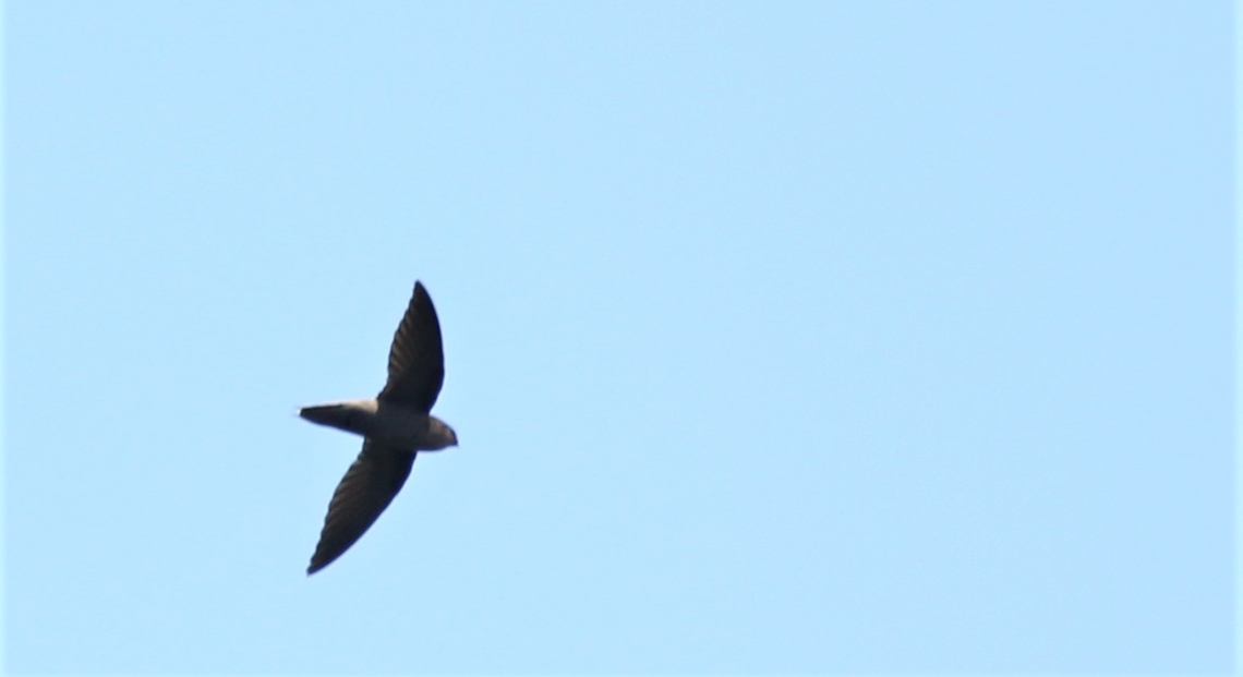 Sick's Swift Only a very brief view of this flying over, so not the best photo. Chaetura meridionalis,Fazenda Sao Nicolau,Mato Grosso,Rio Juruena,Sick's swift
