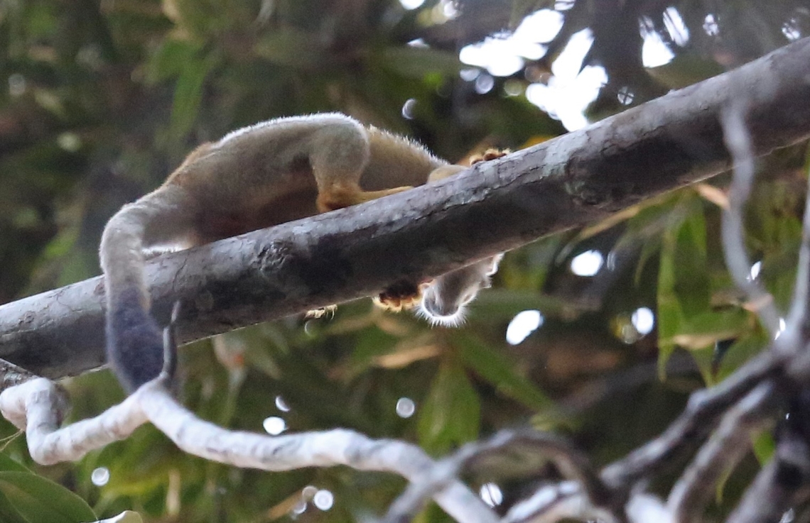 Golden-backed or Bare-eared Squirrel Monkey Saw these monkeys, very briefly after sunset rushing through the canopy above us. Bare-eared squirrel monkey,Fazenda Sao Nicolau,Golden-backed Squirrel Monkey,Mato Grosso,Rio Juruena,Saimiri ustus