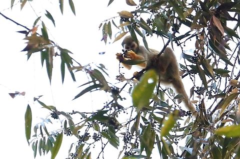 Golden-backed or Bare-eared Squirrel Monkey Saw these monkeys, very briefly after sunset rushing through the canopy above us. Bare-eared squirrel monkey,Fazenda Sao Nicolau,Golden-backed Squirrel Monkey,Mato Grosso,Rio Juruena,Saimiri ustus
