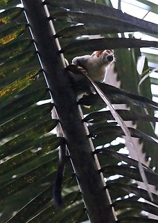 Golden-backed or Bare-eared Squirrel Monkey Saw these monkeys, very briefly after sunset rushing through the canopy above us. Bare-eared squirrel monkey,Fazenda Sao Nicolau,Golden-backed Squirrel Monkey,Mato Grosso,Rio Juruena,Saimiri ustus
