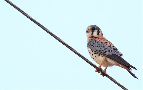 American Kestrel Before sunrise en route to Harpy Eagle Nest American Kestrel,Falco sparverius,Fazenda Sao Nicolau,Mato Grosso,Rio Juruena