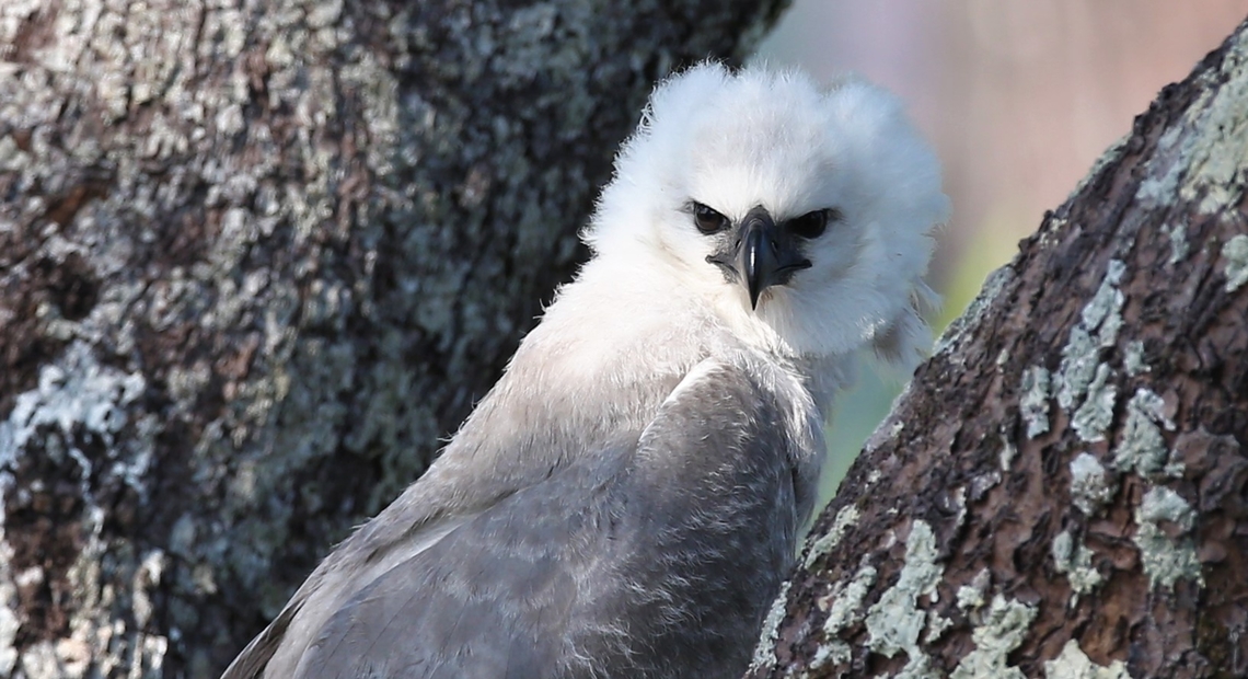 Harpy Chick, 5 months old, head shot Early morning head shot on nest. Fazenda Sao Nicolau,Harpia harpyja,Harpy Eagle,Mato Grosso,Rio Juruena