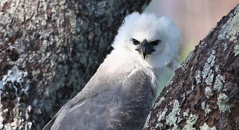 Harpy Chick, 5 months old, head shot Early morning head shot on nest. Fazenda Sao Nicolau,Harpia harpyja,Harpy Eagle,Mato Grosso,Rio Juruena