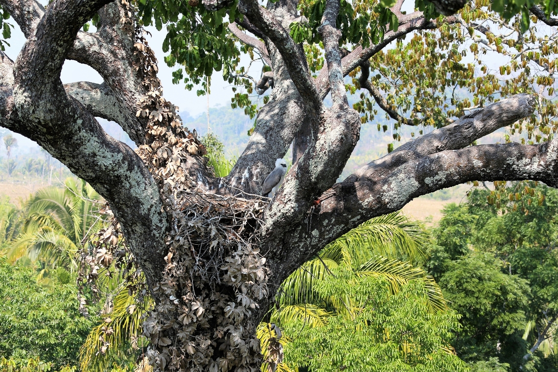 5 month old Harpy Chick in the nest in Brazil-nut Tree Harpy Eagle chick in the extended canopy at 28 metres in Brazil-nut Tree showing area behind now moved from primary rainforest to &quot;cerrado&quot;.  Our world in crisis. Bertholletia excelsa,Brazil nut tree,Fazenda Sao Nicolau,Harpia harpyja,Harpy Eagle,Mato Grosso,Rio Juruena