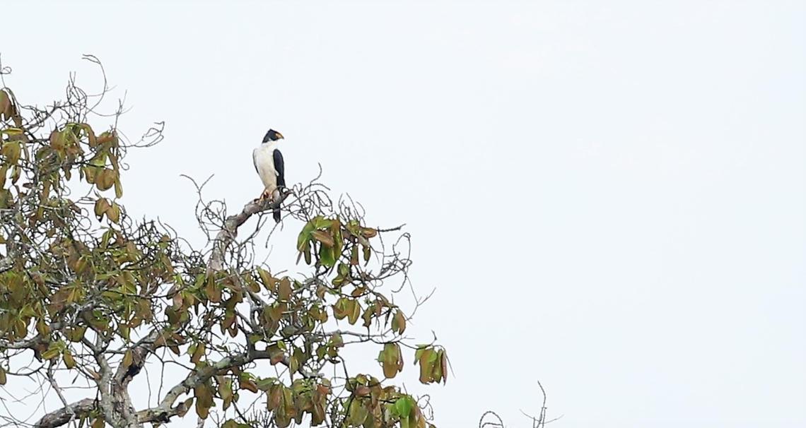 Grey-bellied Hawk Seen perched on a brazil-nut tree on the edge of the Juruena river.  A rare, unobtrusive, and robust forest hawk. Dark above and pale below with gleaming white underwings. Adults of both sexes have a bright yellow bill. Males are gray-faced and females black-faced. Juveniles resemble a miniature Ornate Hawk-Eagle with an orange nape and breast, but are smaller and have bare thighs. Usually found in extensive forests, but occasionally at forest edges and in non-forested areas. Accipiter poliogaster,Fazenda Sao Nicolau,Grey-bellied Goshawk,Grey-bellied hawk,Mato Grosso,Rio Juruena