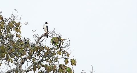 Grey-bellied Hawk Seen perched on a brazil-nut tree on the edge of the Juruena river.  A rare, unobtrusive, and robust forest hawk. Dark above and pale below with gleaming white underwings. Adults of both sexes have a bright yellow bill. Males are gray-faced and females black-faced. Juveniles resemble a miniature Ornate Hawk-Eagle with an orange nape and breast, but are smaller and have bare thighs. Usually found in extensive forests, but occasionally at forest edges and in non-forested areas. Accipiter poliogaster,Fazenda Sao Nicolau,Grey-bellied Goshawk,Grey-bellied hawk,Mato Grosso,Rio Juruena
