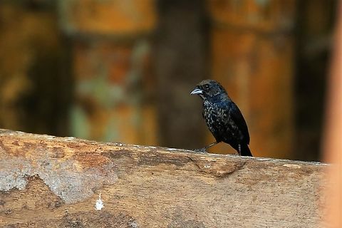 Blue-black Grassquit, Immature Male  Blue black grassquit,Fazenda Sao Nicolau,Mato Grosso,Rio Juruena,Volatinia jacarina
