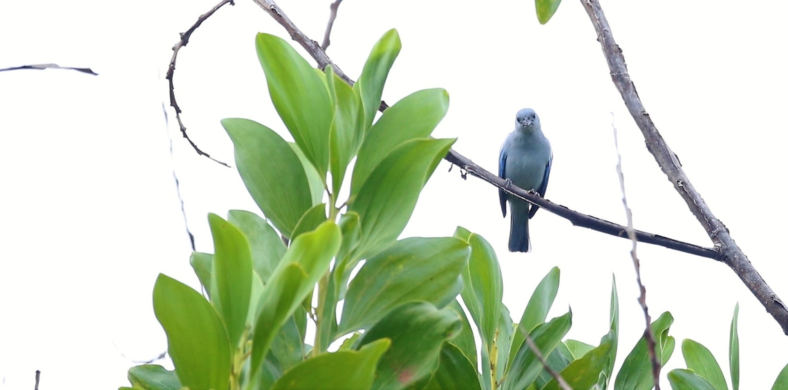 Sayaca Tanager Seen around Alta Floresta &amp; Fazenda Sao Nicolau Fazenda Sao Nicolau,Mato Grosso,Rio Juruena,Sayaca tanager,Thraupis sayaca