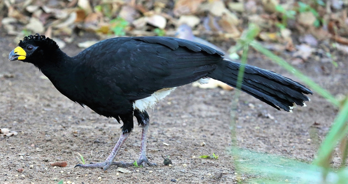 Bare-faced Curassow - Female  Bare-faced Curassow,Crax fasciolata,Mato Grosso,Pantanal,Pouso Alegre