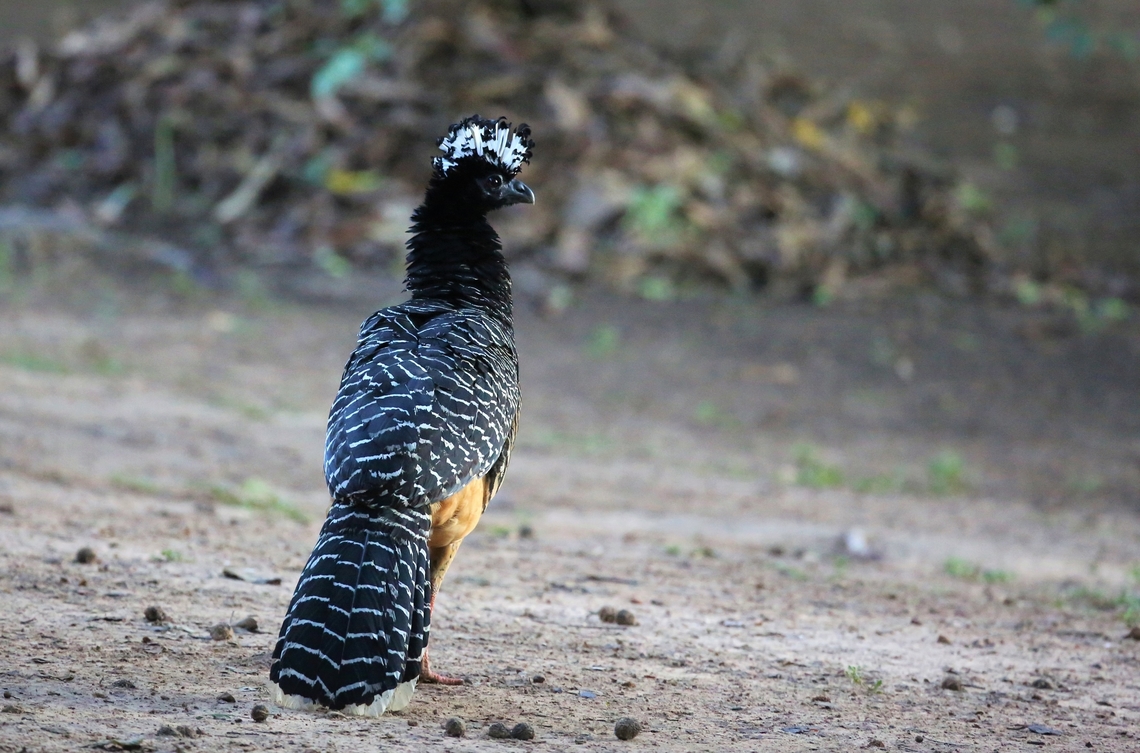 Bare-faced Curassow - Male Had to add this to show his erect crest.  Beautiful bird. Bare-faced Curassow,Crax fasciolata,Mato Grosso,Pantanal,Pouso Alegre