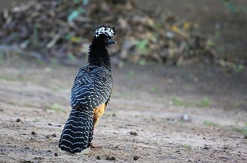 Bare-faced Curassow - Male Had to add this to show his erect crest.  Beautiful bird. Bare-faced Curassow,Crax fasciolata,Mato Grosso,Pantanal,Pouso Alegre