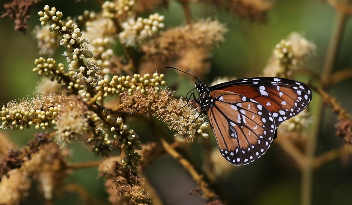 Pantanal Jasmine with Soldier/Tropical Queen butterfly Heady scented climber originally from Australasia, with Soldier/Tropical Queen Butterfly. Danaus eresimus,Mato Grosso,Pantanal,Pouso Alegre,Soldier,Soldier Butterfly,Tropical Queen