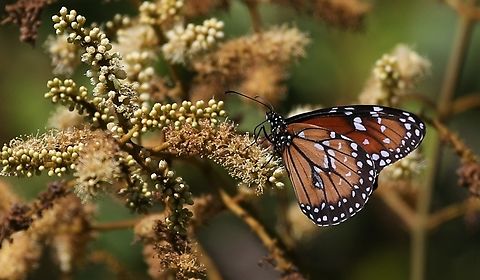 Pantanal Jasmine with Soldier/Tropical Queen butterfly Heady scented climber originally from Australasia, with Soldier/Tropical Queen Butterfly. Danaus eresimus,Mato Grosso,Pantanal,Pouso Alegre,Soldier,Soldier Butterfly,Tropical Queen