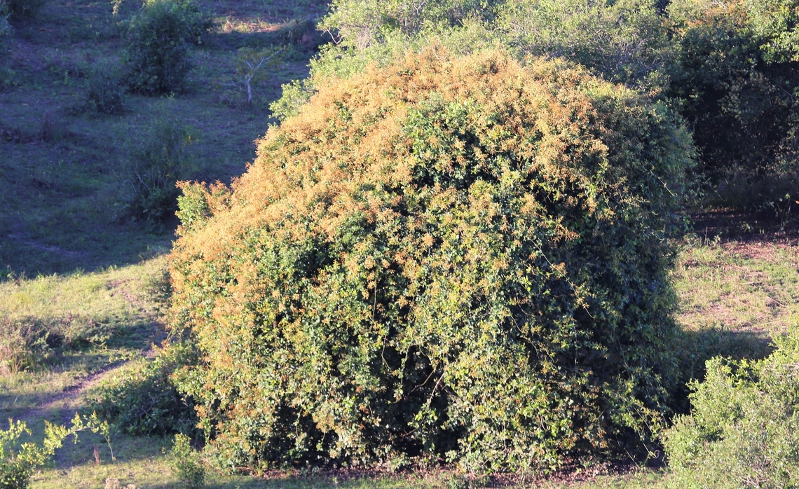 Pantanal Jasmine This has a wonderful heady and heavy scent.  I understand that the plant is native to Australasia.<br />
<br />
 Combretum laxum,Mato Grosso,Pantanal,Pantanal Jasmine,Pouso Alegre